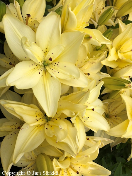 Lilium Hollandicum-Ryhm 'Easy Vanilla', tarhasarjalilja